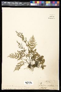 Notholaena candida image