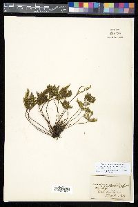 Notholaena californica image