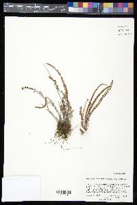 Astrolepis cochisensis subsp. cochisensis image