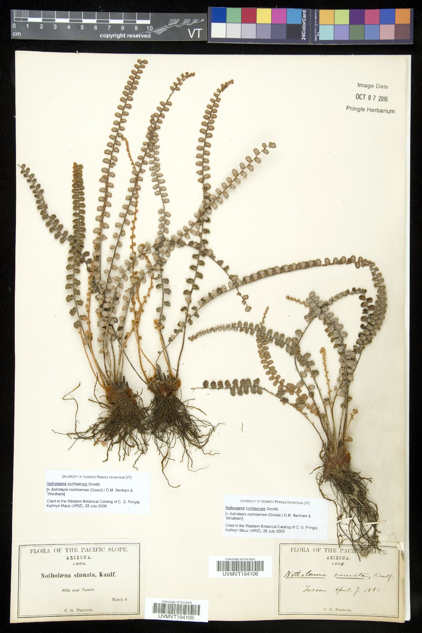 Astrolepis cochisensis subsp. cochisensis image