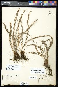 Astrolepis cochisensis image