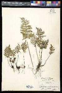Notholaena candida var. copelandii image