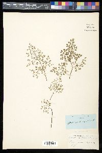 Argyrochosma fendleri image