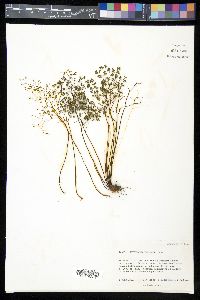 Argyrochosma fendleri image