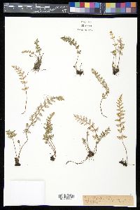 Notholaena grayi image