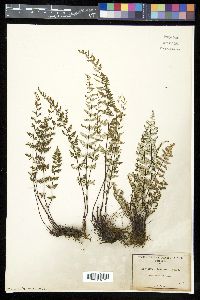 Notholaena lemmonii image