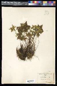 Notholaena standleyi image