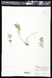 Myriopteris newberryi image