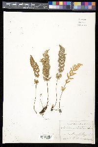 Myriopteris newberryi image