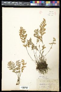 Myriopteris newberryi image