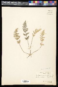 Myriopteris newberryi image