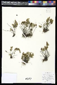 Notholaena neglecta image