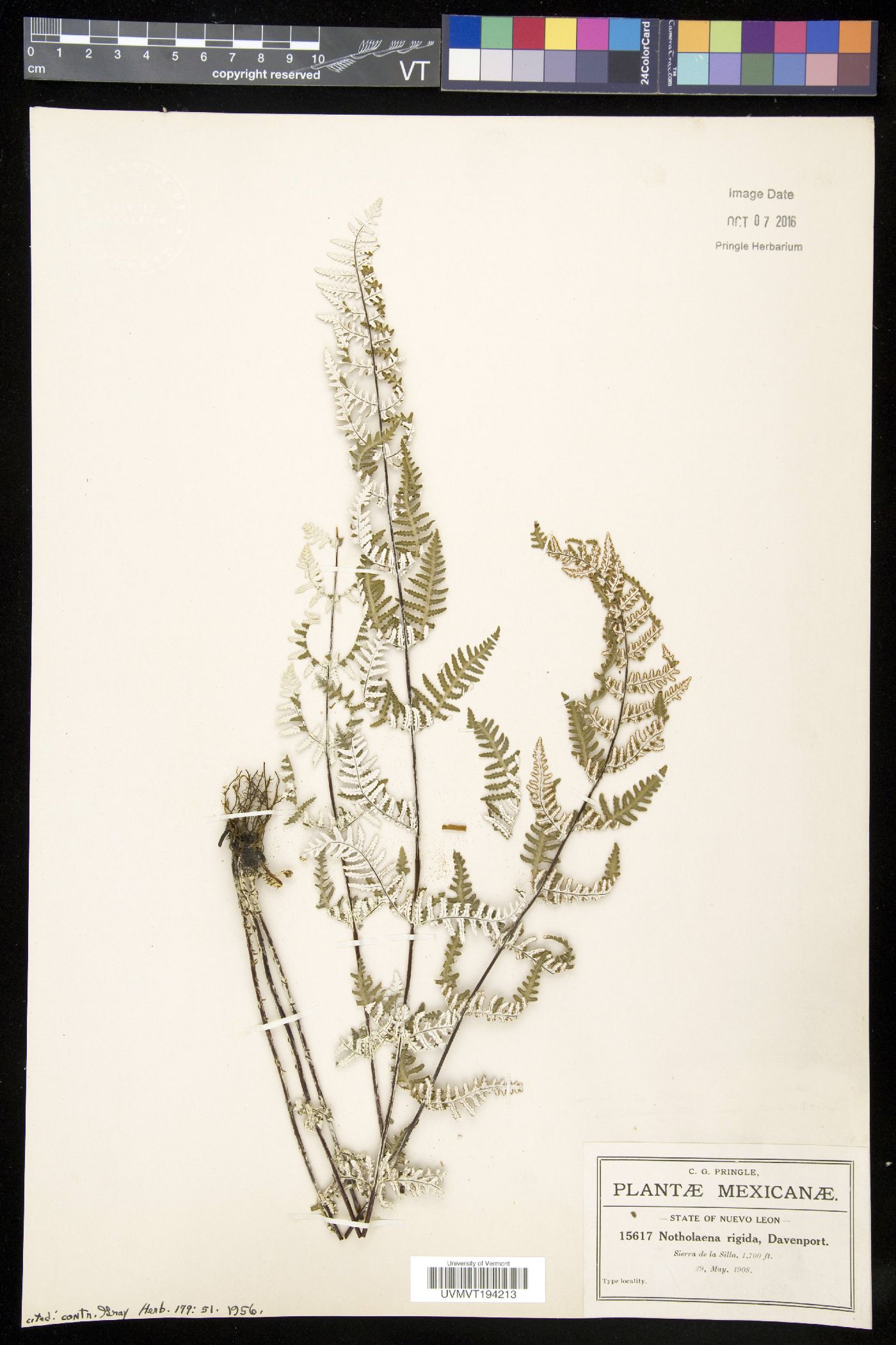 Notholaena rigida image