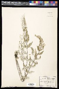 Notholaena rigida image