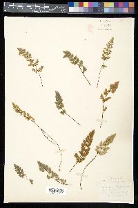 Myriopteris parryi image