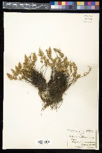 Myriopteris parryi image
