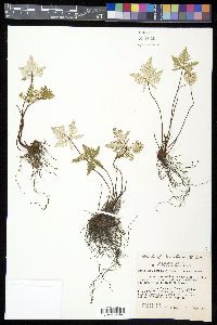 Notholaena standleyi image