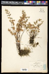 Pellaea bridgesii image