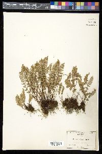 Pellaea bridgesii image