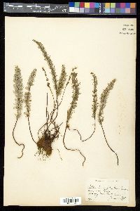 Pellaea brachyptera image