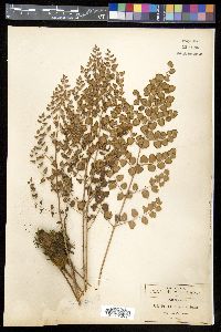Pellaea cordifolia image