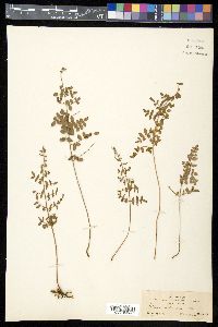 Pellaea intermedia image