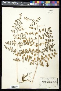 Pellaea intermedia image