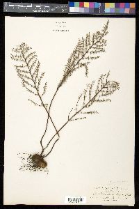 Pellaea mucronata image