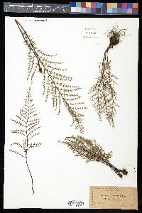 Pellaea mucronata image