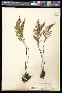 Pellaea mucronata image