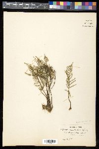 Pellaea mucronata image