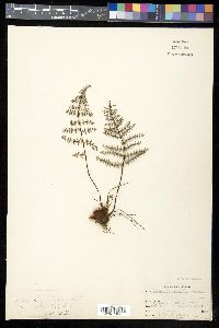 Pellaea mucronata image