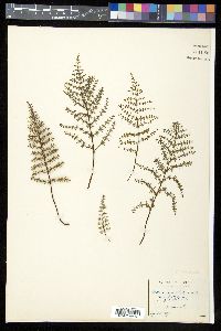 Pellaea mucronata image