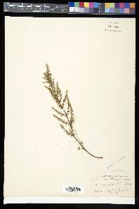 Pellaea mucronata image