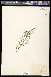 Pellaea mucronata image