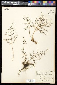 Pellaea mucronata image