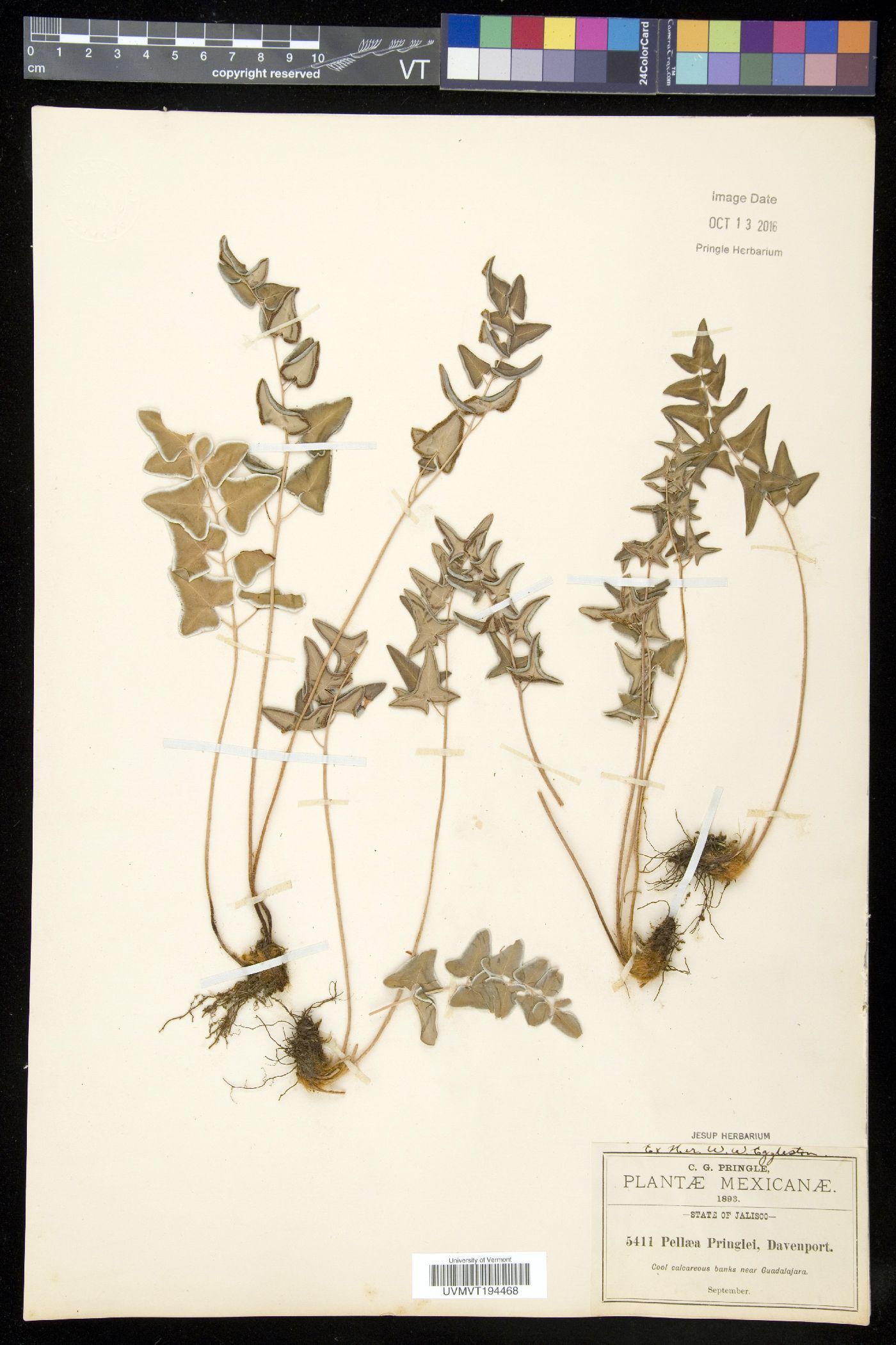 Pellaea pringlei image