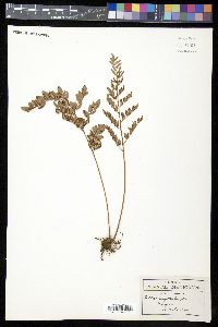 Pellaea sagittata image