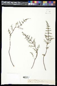 Pellaea truncata image