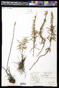 Pellaea wrightiana image