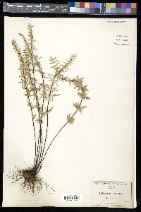 Pellaea wrightiana image