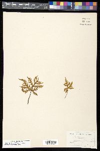 Doryopteris kirkii image