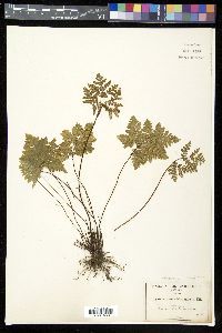 Pentagramma triangularis image