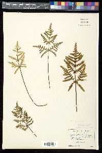 Pentagramma triangularis image