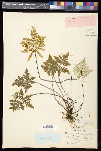 Pentagramma triangularis image
