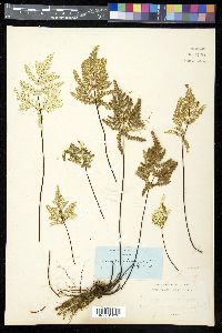 Pentagramma triangularis image