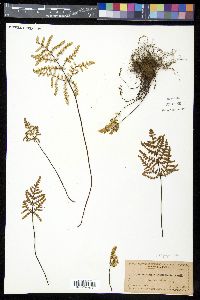 Pentagramma triangularis image