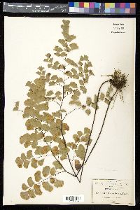 Adiantum braunii image