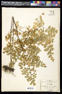 Adiantum braunii image
