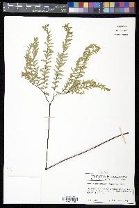 Adiantum aleuticum image